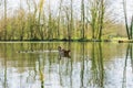 Duck family with cubs on a lake Royalty Free Stock Photo