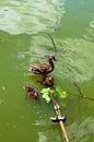 Duck family with duck chicks. Adult duck with two young ducklings are swimming in tranquil water in the lake. Royalty Free Stock Photo