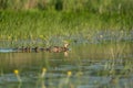 Duck family Royalty Free Stock Photo