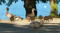 The Duck Family