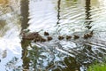 Duck family group swimming in the lake. Cute ducklings duck babies swimming after duck mother in a queue. Royalty Free Stock Photo