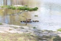 Duck family group swimming in the lake. Mother duck with her ducklings. Royalty Free Stock Photo