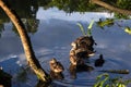 A duck family with little ducklings are sitting on a branch that has fallen into the river. Beautiful nature Royalty Free Stock Photo