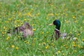 Duck family male and female flaunt and love each other - a love story Royalty Free Stock Photo