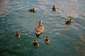 Duck Family Royalty Free Stock Photo