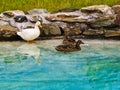 Duck family is relaxing by the lake