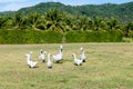 Duck family sculpture in the gargen