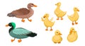 Duck family. Set small ducklings with parents, drake and duck. Vector cartoon illustration