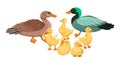 Duck family. Set small ducklings with parents, drake and duck. Vector cartoon illustration