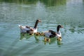 The duck family is swimming in a lake with turquoise green water, mother ducks and many children reflected in the water