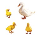 Duck family Royalty Free Stock Photo