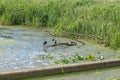 A duck family on a tree branch in a lake. Reflections in the water. Green bushes in the background Royalty Free Stock Photo