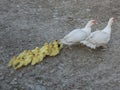 Duck Family Walk Away Domestic