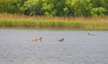 Duck family on water in Danube Delta