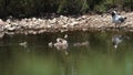 Duck family wating for the lagging behind duckling in super slow motion