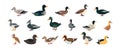 Duck, farm animal set flat cartoon isolated on white background. Vector isolated illustration Royalty Free Stock Photo