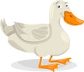 Duck farm bird cartoon illustration