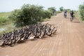 CAMBODIA KAMPONG THOM AGRICULTURE DUCK FARM