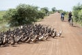 CAMBODIA KAMPONG THOM AGRICULTURE DUCK FARM