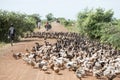 CAMBODIA KAMPONG THOM AGRICULTURE DUCK FARM