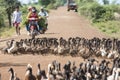 CAMBODIA KAMPONG THOM AGRICULTURE DUCK FARM