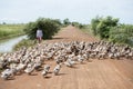 CAMBODIA KAMPONG THOM AGRICULTURE DUCK FARM