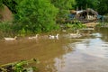 A duck farm in Taungthaman Lake, Amarapura, Mandalay, Myanmar, Burma. Burmese agriculture rural life