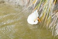 Duck feather pecking Royalty Free Stock Photo