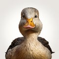 Hyper-realistic Duck Illustration On White Background Royalty Free Stock Photo