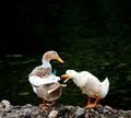 [Ã¥ÂÂ£] duck Royalty Free Stock Photo