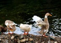 [Ã¥ÂÂ£] duck Royalty Free Stock Photo