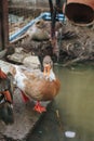 Duck feed on the surface of the water. Wild ducks are reflected in the lake. Royalty Free Stock Photo