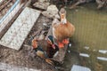 Duck feed on the surface of the water. Wild ducks are reflected in the lake. Royalty Free Stock Photo