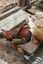 Duck feed on the surface of the water. Wild ducks are reflected in the lake. Royalty Free Stock Photo