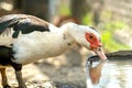 Duck feed on traditional rural barnyard. Detail of a waterbird drinking water on barn yard. Free range poultry farming concept