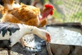 Duck feed on traditional rural barnyard. Detail of a waterbird drinking water on barn yard. Free range poultry farming concept