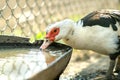 Duck feed on traditional rural barnyard. Detail of a waterbird drinking water on barn yard. Free range poultry farming concept