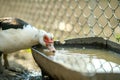 Duck feed on traditional rural barnyard. Detail of a waterbird drinking water on barn yard. Free range poultry farming concept