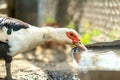 Duck feed on traditional rural barnyard. Detail of a waterbird drinking water on barn yard. Free range poultry farming concept