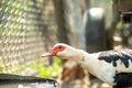 Duck feed on traditional rural barnyard. Detail of a waterbird drinking water on barn yard. Free range poultry farming concept