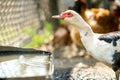 Duck feed on traditional rural barnyard. Detail of a waterbird drinking water on barn yard. Free range poultry farming concept