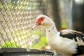 Duck feed on traditional rural barnyard. Detail of a waterbird drinking water on barn yard. Free range poultry farming concept