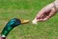 Duck Feeding On Bread