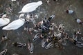 Duck feeding frenzy Royalty Free Stock Photo