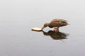 A duck feeding on a frozen lake Royalty Free Stock Photo