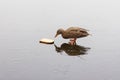 A duck feeding on a frozen lake Royalty Free Stock Photo