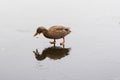 A duck feeding on a frozen lake Royalty Free Stock Photo