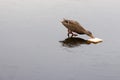 A duck feeding on a frozen lake Royalty Free Stock Photo