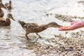 Duck feeding from the hand. Tourist give food to small young duck. Cute animal feeding