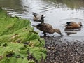 Duck feeding by a lake Royalty Free Stock Photo